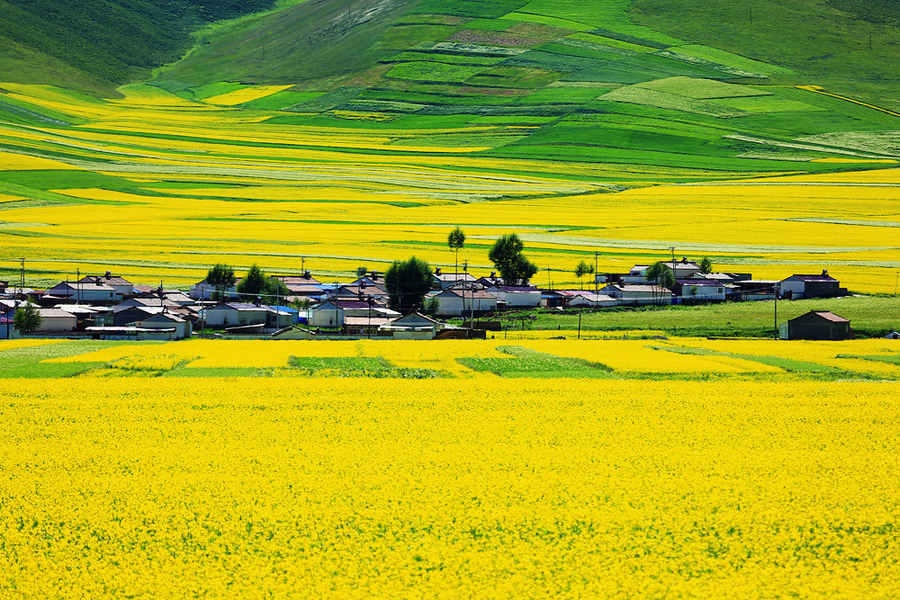 Menyuan Rape Flower Field