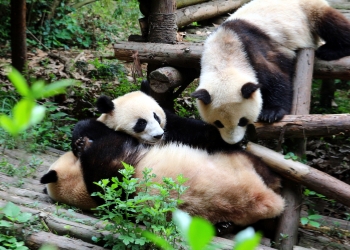 Chengdu Panda Base