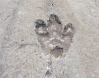 Dinosaur Plateau: Step into the Realm of Dinosaur Beings