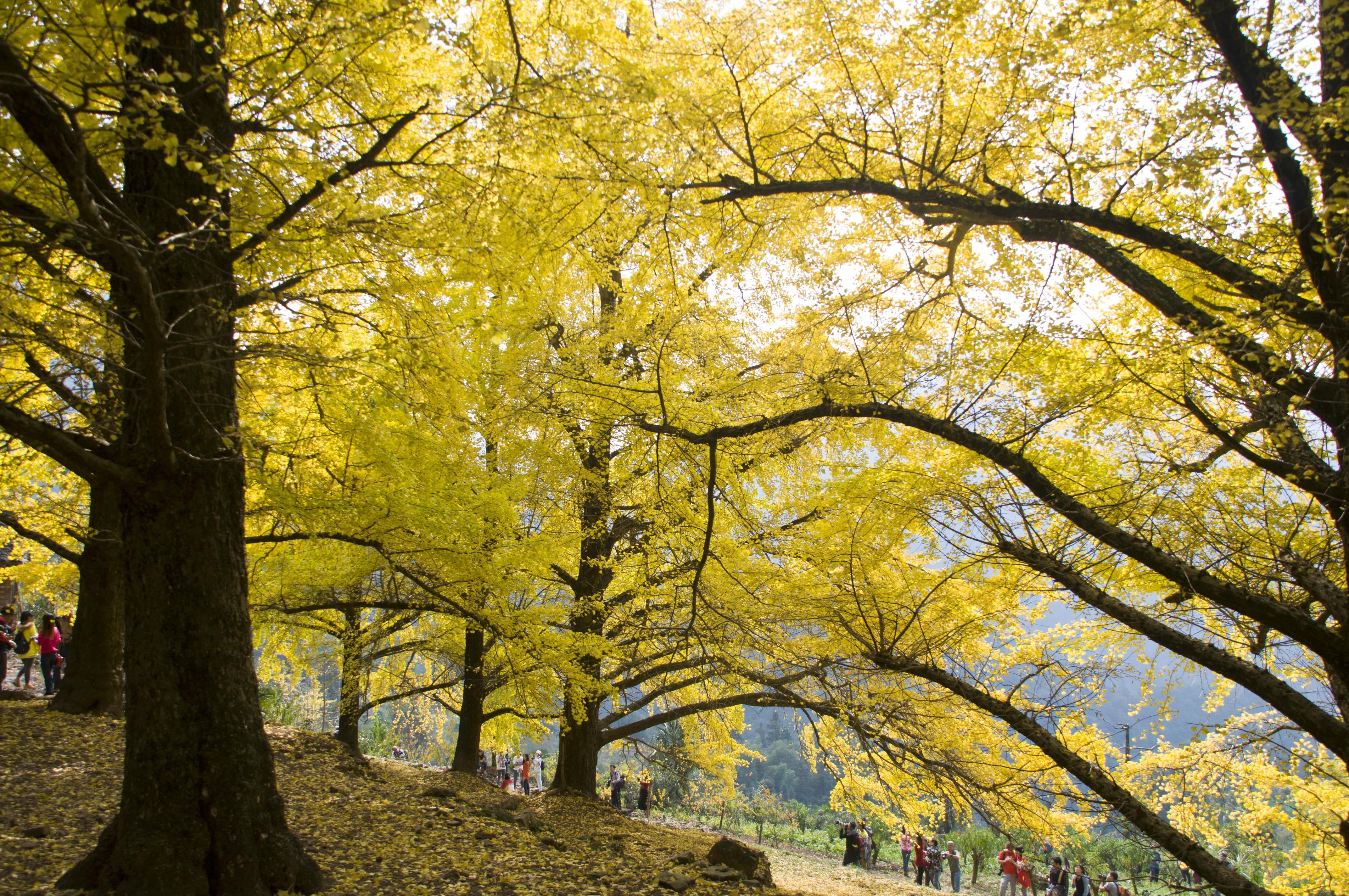 haiyangxiang-2.jpg haiyangxiang-2.jpg