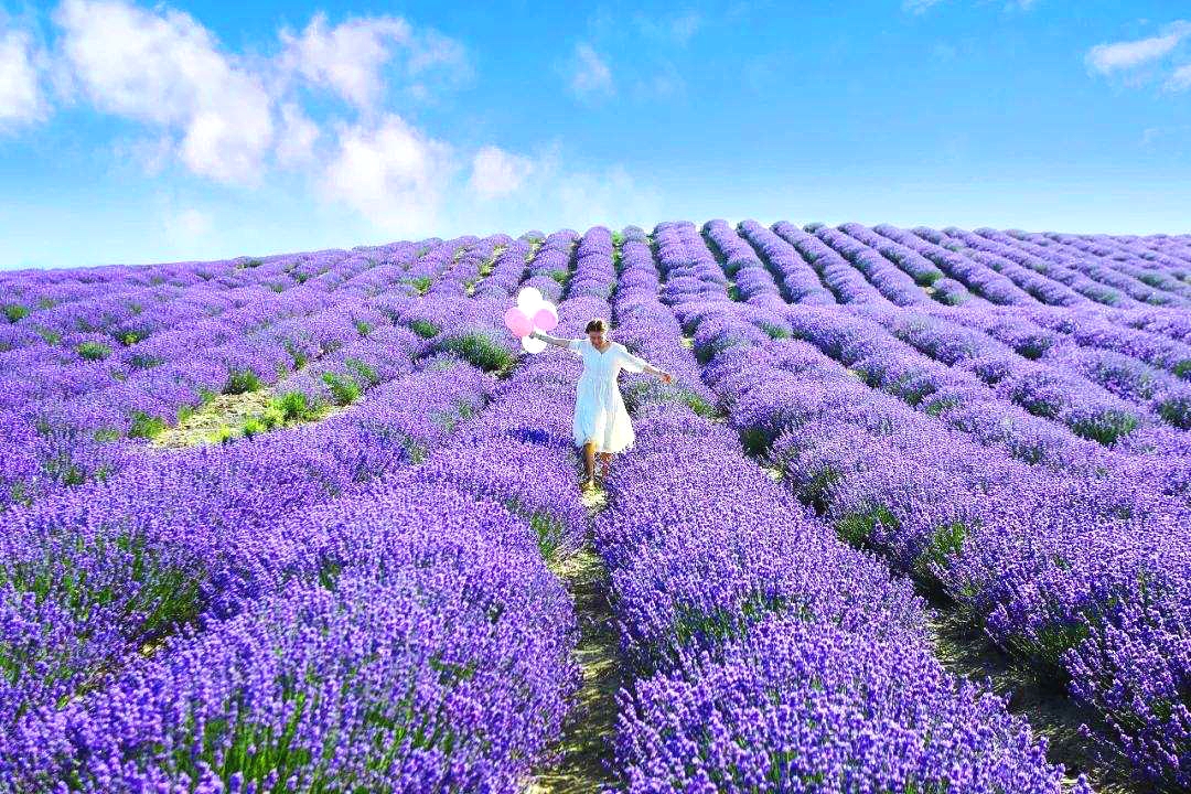 Huocheng Lavender-8.jpg Huocheng Lavender-8.jpg