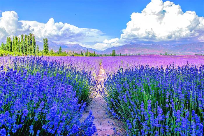 Huocheng Lavender-12.jpg Huocheng Lavender-12.jpg