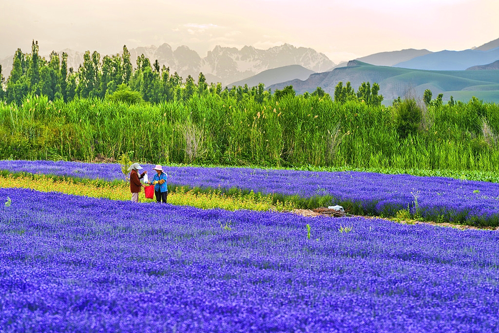 Huocheng Lavender-3.jpg Huocheng Lavender-3.jpg