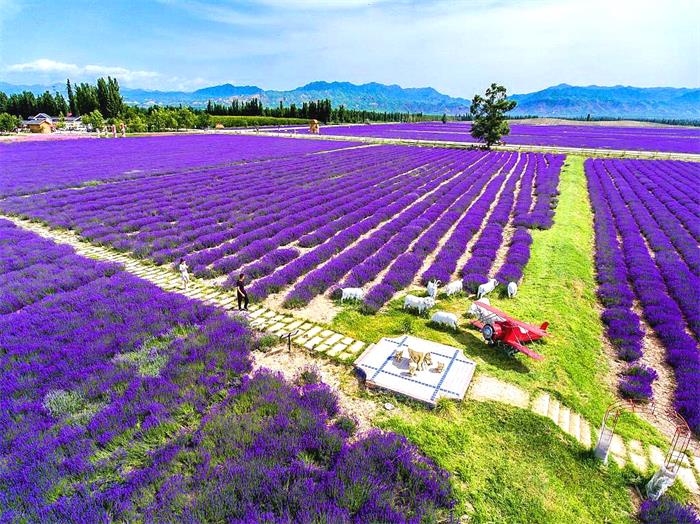 Huocheng Lavender.jpg Huocheng Lavender.jpg