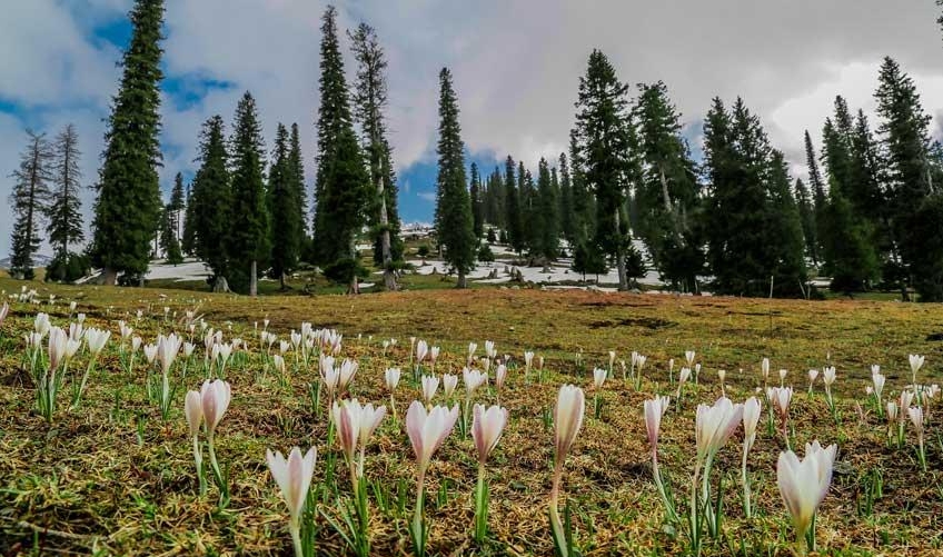 nalati-grassland-26.jpg nalati-grassland-26.jpg