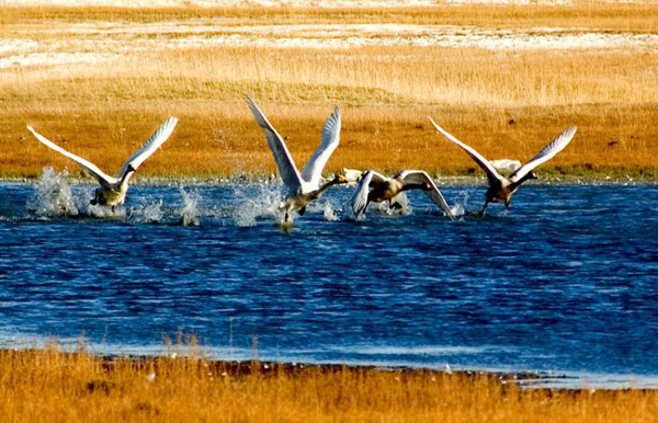 bayanbulak-grassland-27.jpg bayanbulak-grassland-27.jpg