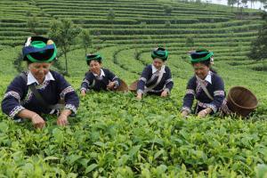 Plant Pu 'er tea Plant Pu 'er tea