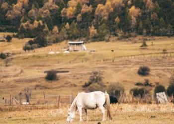 Lulang Forest Lulang Forest