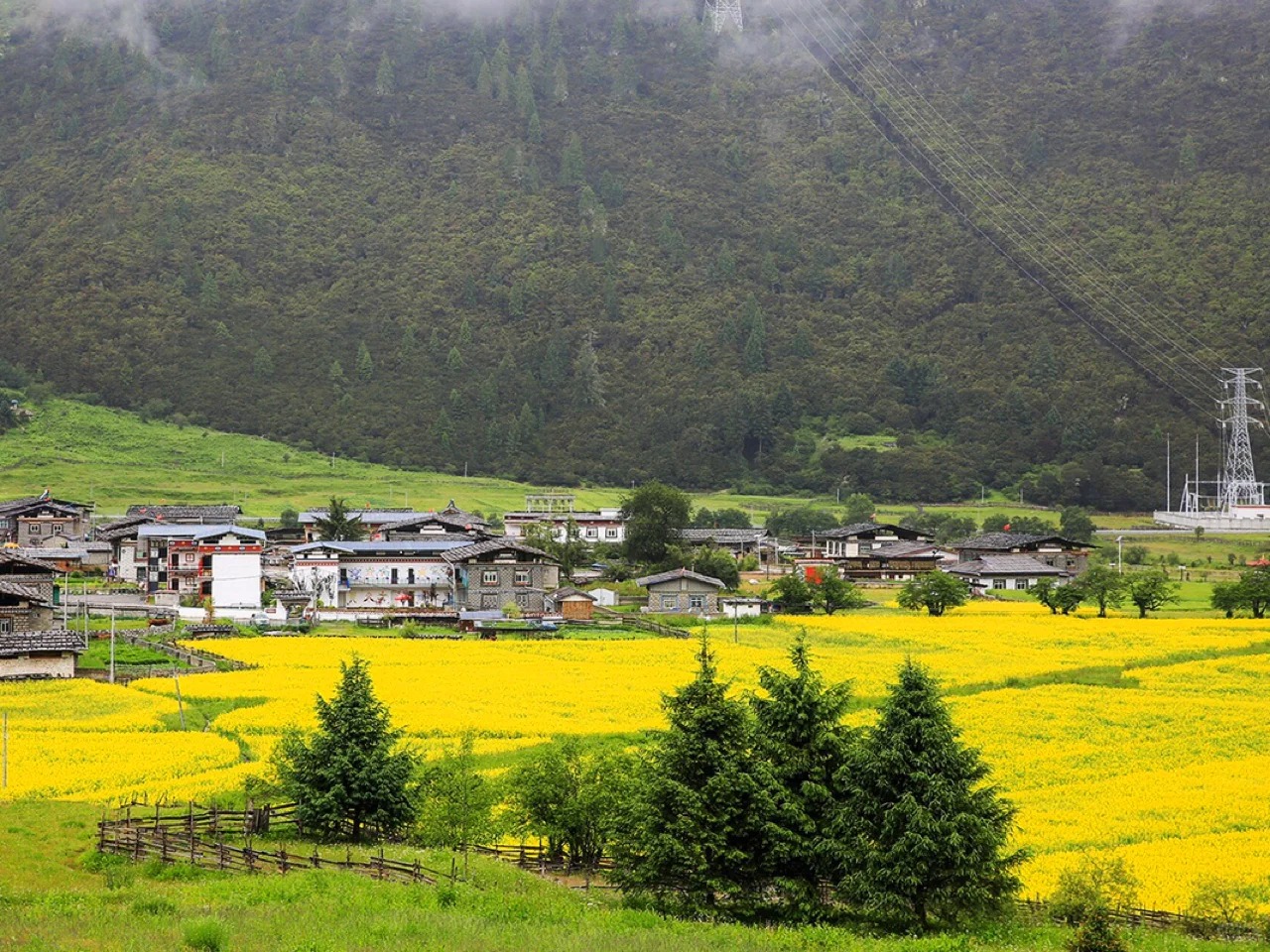 Lulang Forest Lulang Forest