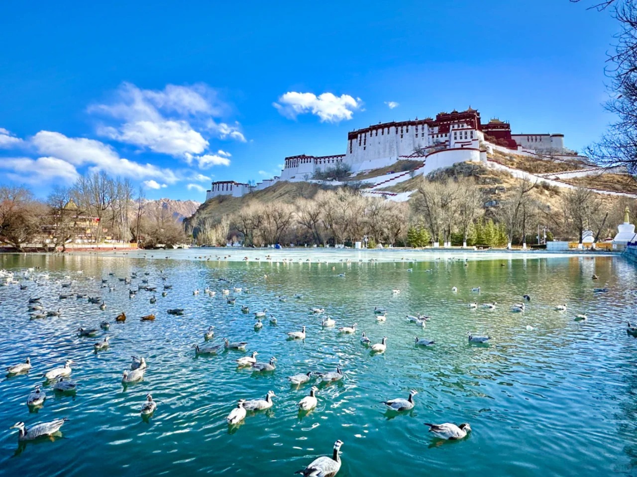 拉萨冬季观鸟指南--宗角禄康公园_1_J's trip tips_来自小红书网页版.jpg