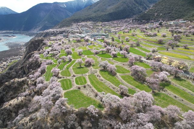 Suo Song Village Peach Blossom