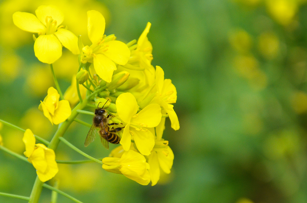 Rape Flower Rape Flower