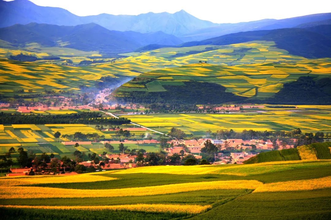 Menyuan Rape Flower Menyuan Rape Flower