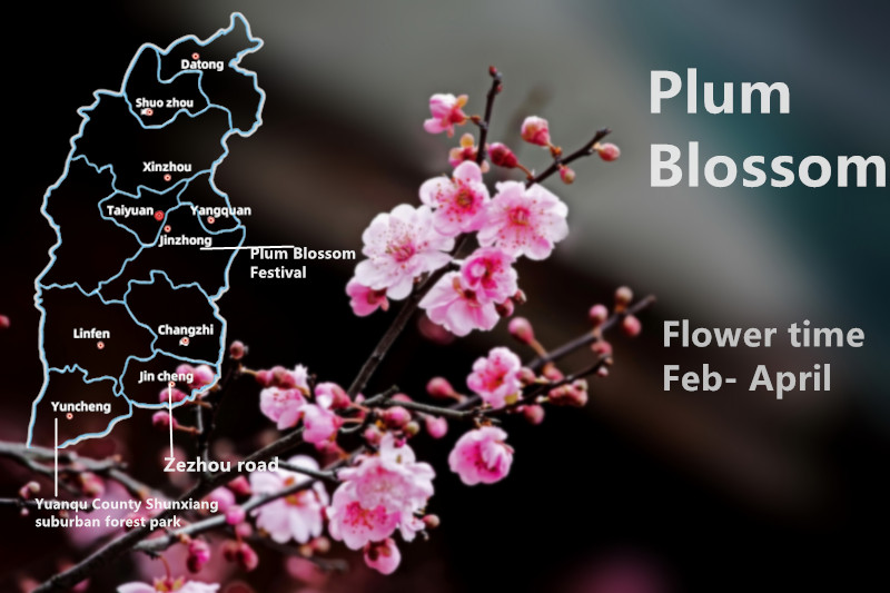 Plum Blossom Plum Blossom
