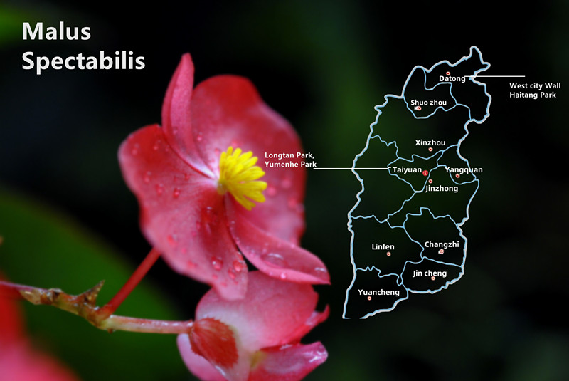 Malus Spectabilis Malus Spectabilis
