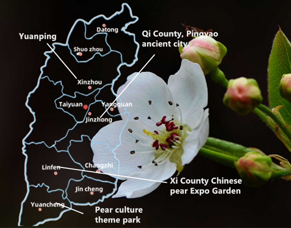 Pear Blossoms Pear Blossoms