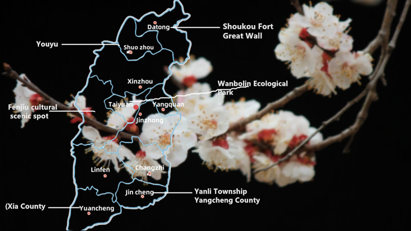 Apricot Flower Apricot Flower