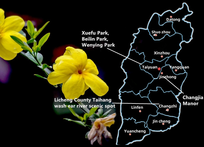 Winter Jasmine Winter Jasmine