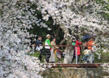 Cherry Blossoms