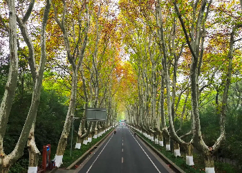 The Wutong Boulevard