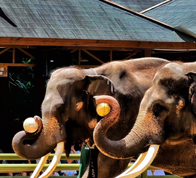 wild elephant valley 1.png wild elephant valley 1.png