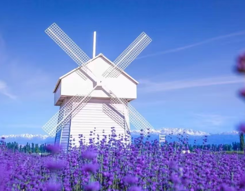 xinjiangyili lavender.png