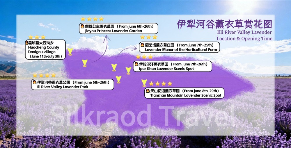 Ili lavender opening time.jpg