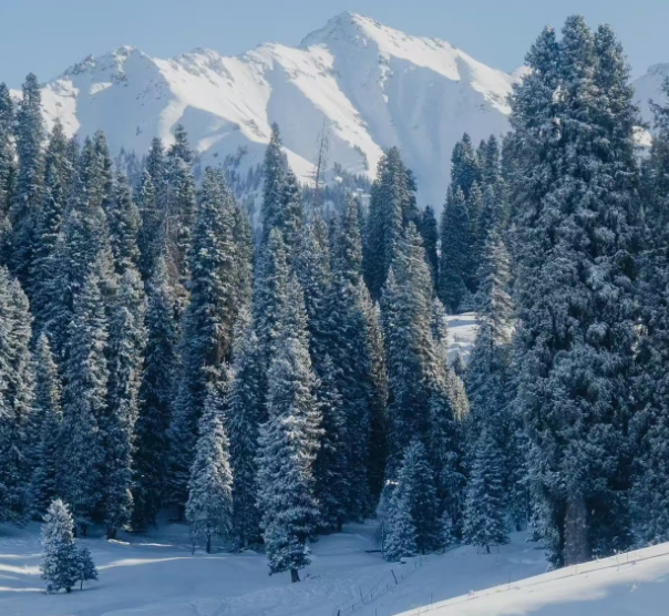 xinjiang polar foest.png