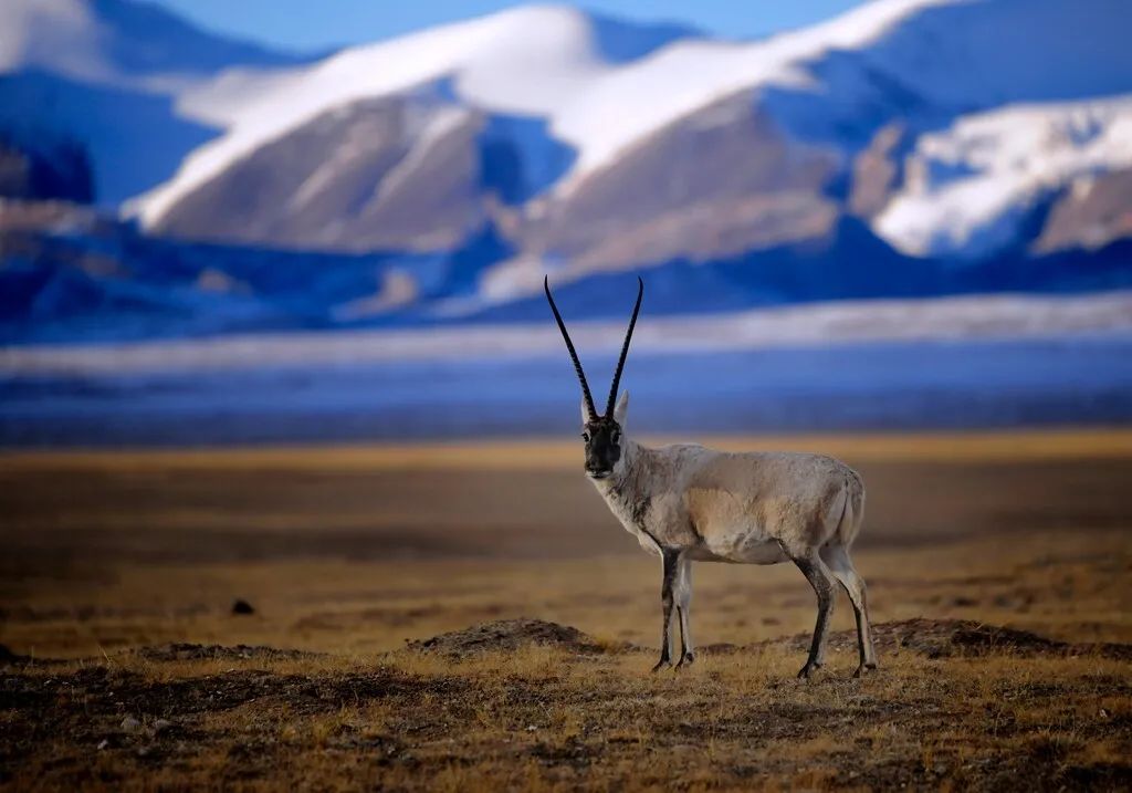 Why must go Qinghai in a life time?