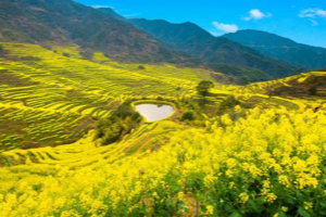 Jiangxi Spring Flower Guide