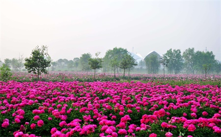 Best Time to Visit Luoyang