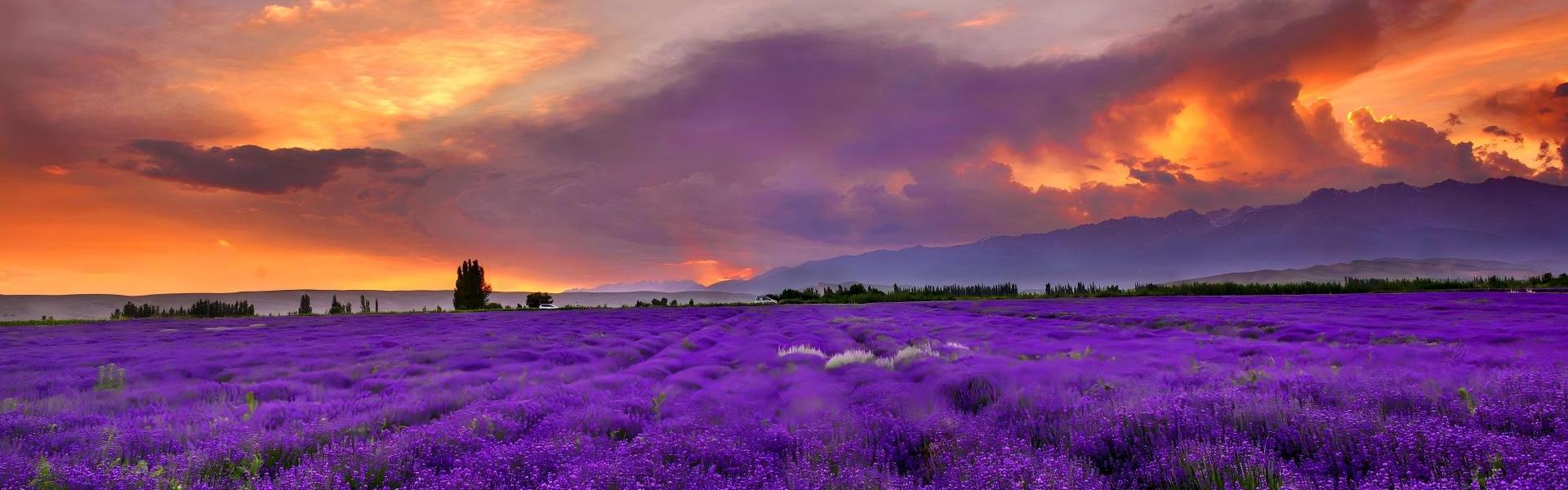 Silk Road Oriental Express